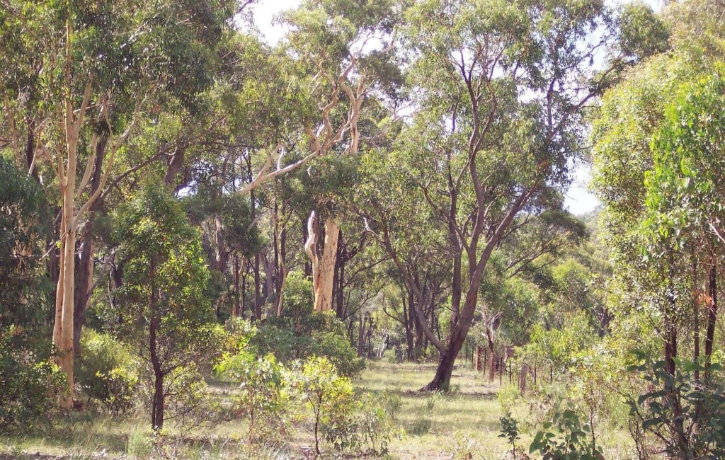 Maylen Park - Bushland