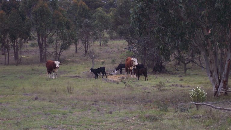 Maylen Park - Cows Grazing